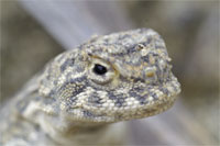 Steppenbewohner am Irtyš